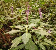 Salvia divinorum