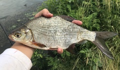 Blicca bjoerkna