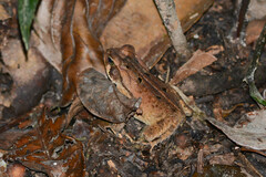 Rhinella crucifer