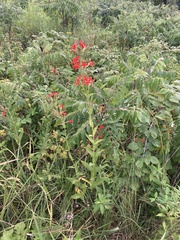 Silene regia