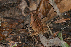 Rhinella crucifer