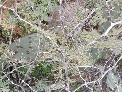 Catclaw mimosa (Mimosa aculeaticarpa)