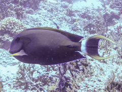 Acanthurus fowleri