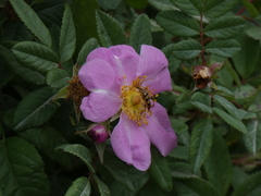 Strangalia luteicornis