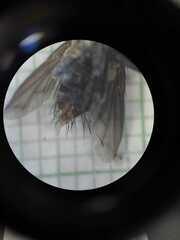 Sarconesiopsis magellanica