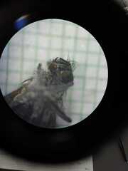 Sarconesiopsis magellanica