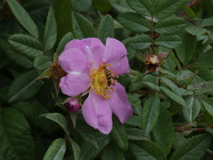 Strangalia luteicornis