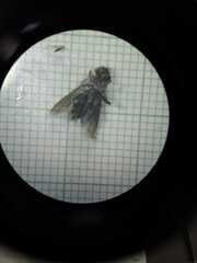 Sarconesiopsis magellanica