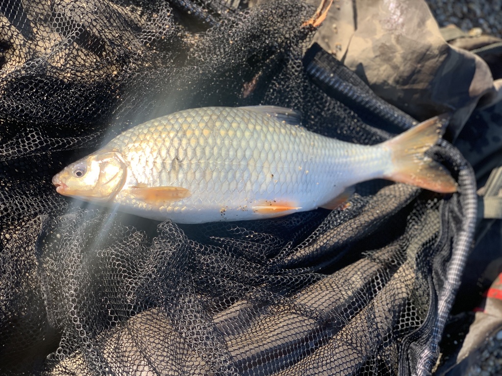 Cactus roach (Rutilus virgo) — Cyprinidae