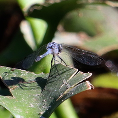 Micrathyria aequalis