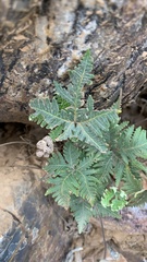 Notholaena standleyi