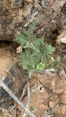 Notholaena standleyi