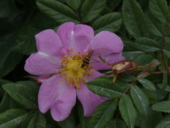 Strangalia luteicornis