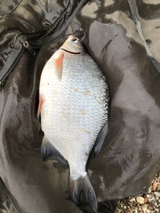 Blicca bjoerkna