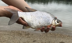 Blicca bjoerkna