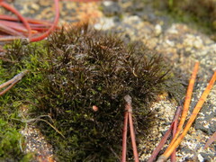 Campylopus atrovirens