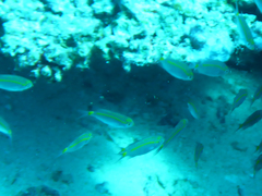 Acanthochromis polyacanthus