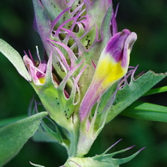 Melampyrum arvense
