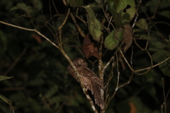 Batrachostomus moniliger