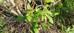 Symphyotrichum elliottii