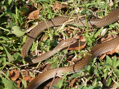 Psammophis mossambicus
