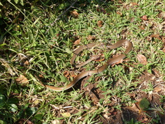 Psammophis mossambicus