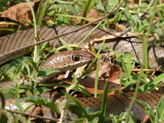 Psammophis mossambicus