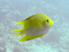 Amblyglyphidodon aureus