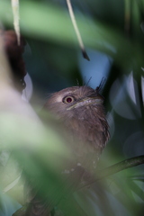 Batrachostomus moniliger