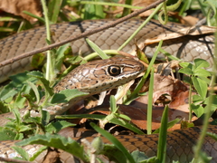 Psammophis mossambicus