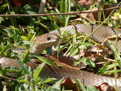 Psammophis mossambicus