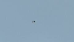 Falco tinnunculus tinnunculus