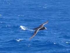 Macronectes giganteus