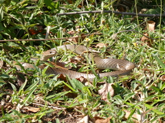 Psammophis mossambicus