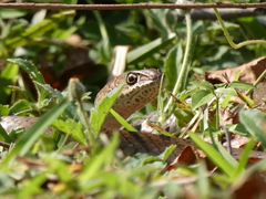 Psammophis mossambicus