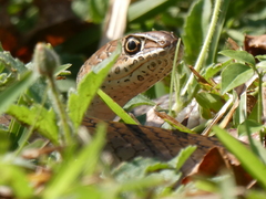 Psammophis mossambicus