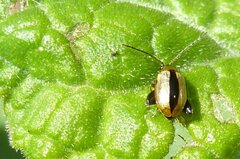 Longitarsus dorsalis