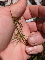 Microlaena tasmanica