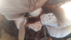 Russula brevipes
