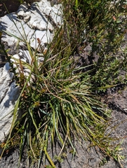 Microlaena tasmanica