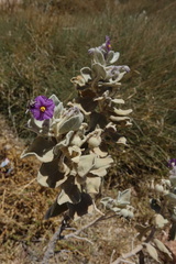 Solanum lasiophyllum