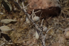 Solanum lasiophyllum