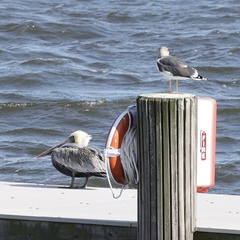 Larus fuscus graellsii