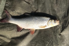 Leuciscus idus