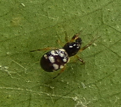 Micrathena
