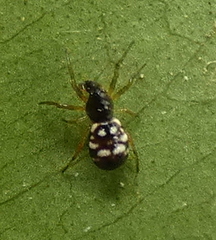 Micrathena