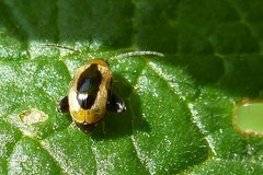 Longitarsus dorsalis