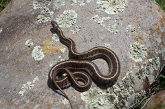 Thamnophis scaliger