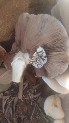 Russula brevipes