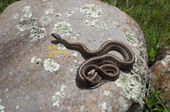 Thamnophis scaliger